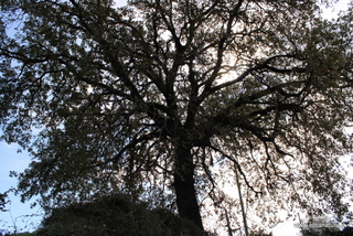 Quercia santa Lucia